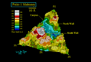 Human poliovirus 1 Mahoney