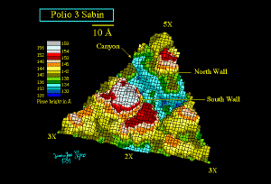 Human poliovirus type 3 Sabin