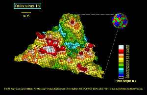 Rhinovirus A 16