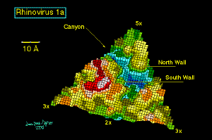 Human rhinovirus 1A