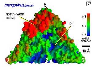 Mengo virus