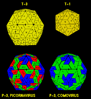 icosahedera with T numbers 1,3 and P number 3